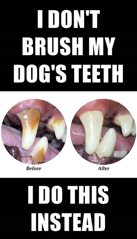How to floss with braces. Do you want to get the plaque off your dog's teeth without ...