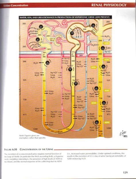 Renal physiology - Netter's Atlas of Human Physiology ...