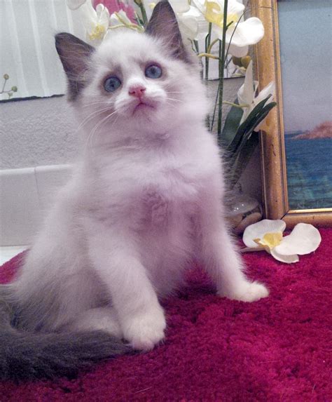 Ragdoll Kittens And Available Adults For Purchase