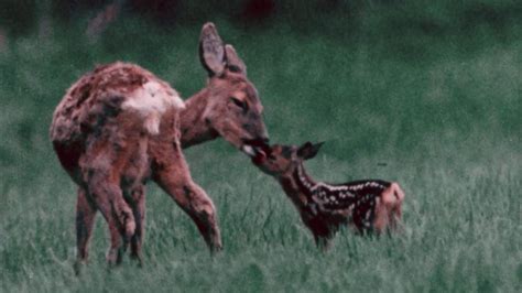 Whitetail Deer Giving Birth