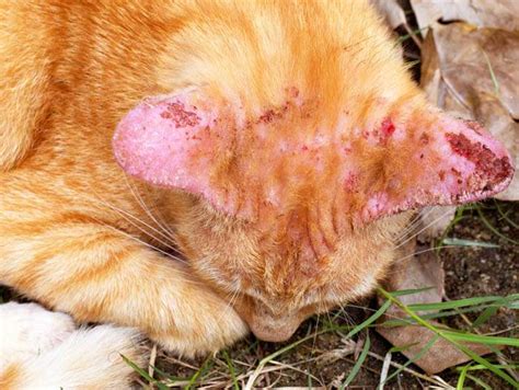 Infeksi Jamur Pada Kucing Hobbinity World Blog