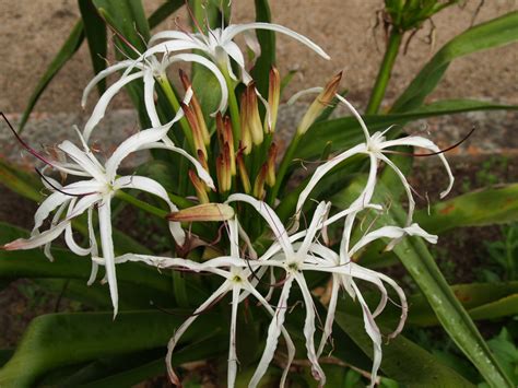 Florez Nursery Crinum Pedunculatum Native Swamp Lily