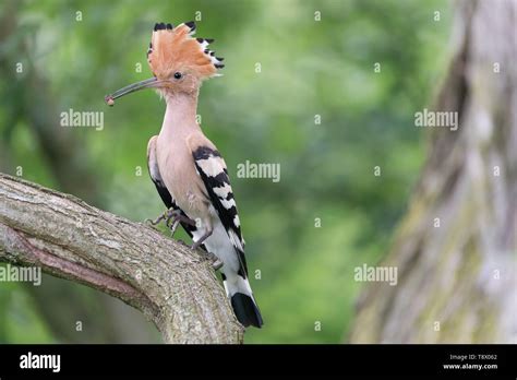 The Beautiful Hoopoe Bird Upupa Epops Stock Photo Alamy