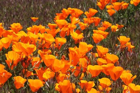 32 Native Plants For California Flowers Succulents Shrubs And Trees