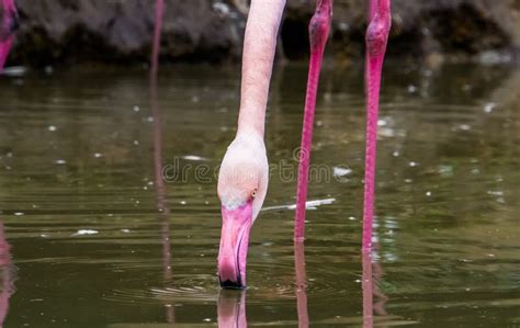 Greater Flamingo Drinking Water Flamingo Head With Its Bill In The