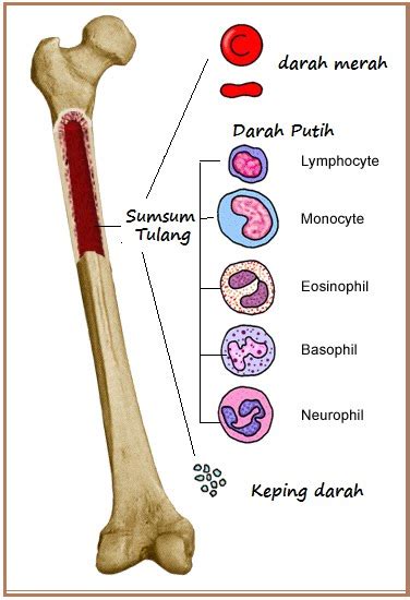 Biologi Gonzaga Jaringan Tulang