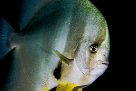 Longfin Spadefish Platax Teira A Photo On Flickriver