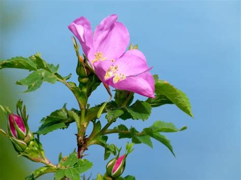 Wild Rose Wild Plant Photos In  Format Free And Easy Download
