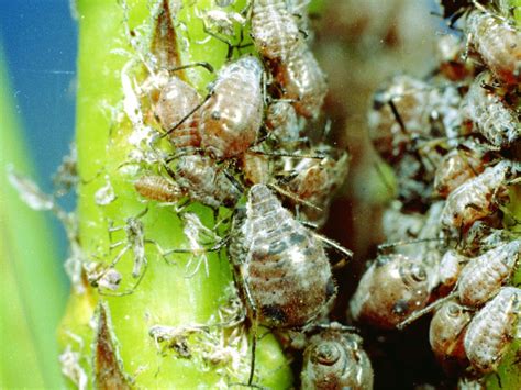 How To Fight Aphids In The Garden Hgtv
