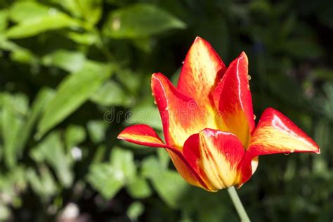 Bright Yellow And Red Tulip Closeup On Green Foliage Background Stock