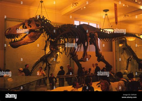 Tyrannosaurus Rex Recontructed Fossil Skeleton American Museum Of