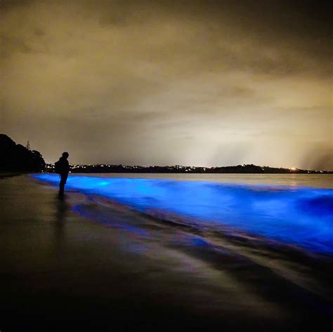 Brilliant Places To See Bioluminescence With Trafalgar Real Word