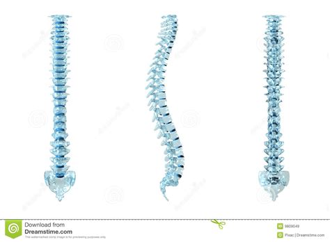 There also are bands of fibrous connective tissue—the ligaments and the tendons—in intimate relationship with the parts of the skeleton. Human Backbone Royalty Free Stock Images - Image: 9809049