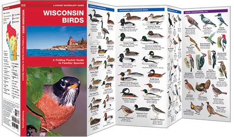 Wisconsin Birds Pocket Naturalist® Guide