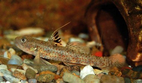 A Mysterious Freshwater Goby Finally Gets A Name Freshwater Aquarium