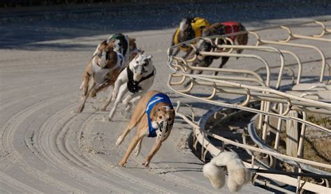 Don't see your favorite business? Greyhound Simulcast Racing & Wagering | Daytona Beach ...