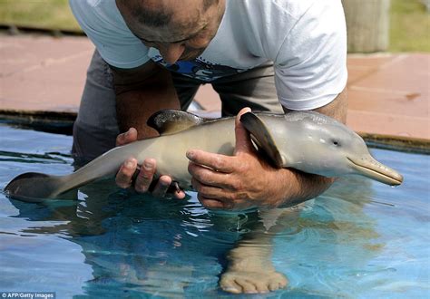 Baby Dolphin Photos 10 Day Old Baby Dolphin Rescued Uruguay Global