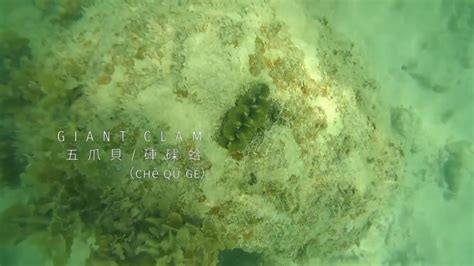 Pulau besar is a top choice for quiet tropical holiday. Besar Island,Johor by Cheng Pai Voyage - YouTube