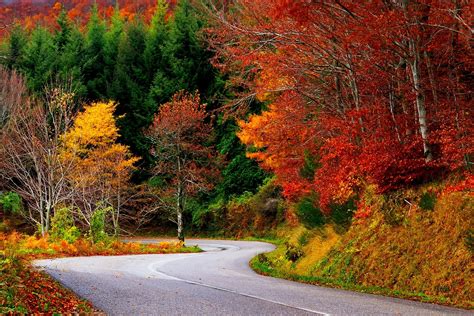 Path Forest Autumn Fall Road Leaves Trees Colorful Nature Wallpaper
