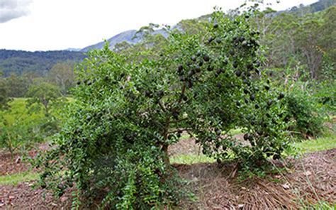 In old pagan slavic mythology, the linden (lipa, as called in all slavic languages) was considered a sacred tree. CITRUS LIME TREES FOR SALE