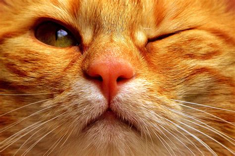 Orange Tabby Cat Closeup Photography Hd Wallpaper Wallpaper Flare