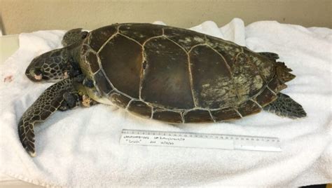 Current Patients The Turtle Hospital Rescue Rehab Release Page