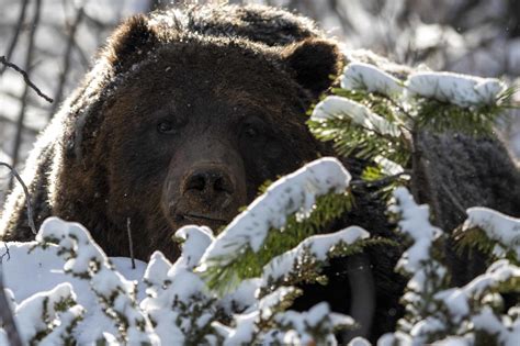 Photographers Encounter With Huge Grizzly Bear Known As The Boss
