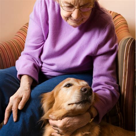 6 Things Everyone Needs To Know About Assistance Dogs Wellness Pet