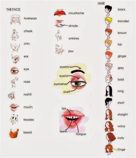 Ensino De Lingua Inglesa Face Hair Mouth Vocabulary