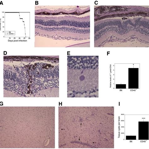 B6 And Cd40−− Mice Were Infected With Tissue Cysts Of The Me49 Strain