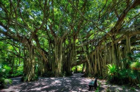 National Tree Of India The Banyan Tree Ficus Benghalensis