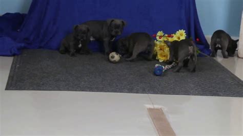 Hurry up and click here to see more information about this frenchie. Frenchton Puppies For Sale - YouTube