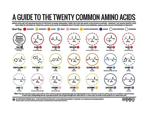 Amino Acids Chart