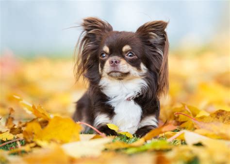 The chihuahua dog breed is known for its varied temperament. Chihuahua (puppy info, geschiedenis, karakter) - Puppygroep.nl