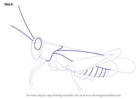 How To Draw A Cricket Insects Step By Step Drawingtutorials 13452 The