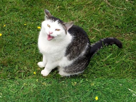 20 Hilarious Cats Laughing At You Best Photography Art