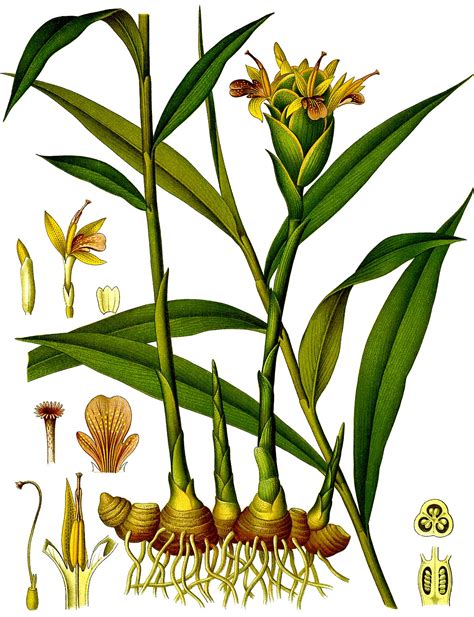 How deep do you need to plant ginger root? Ginger - Wikipedia