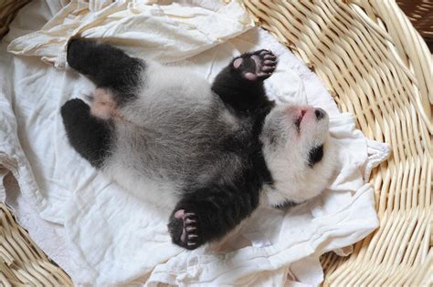 Panda Babies Sleeping In Baskets Make Their First Public Appearance At