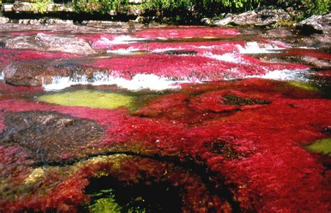 Le Caño Cristales La Rivière Aux Cinq Couleurs En Colombie Amérique