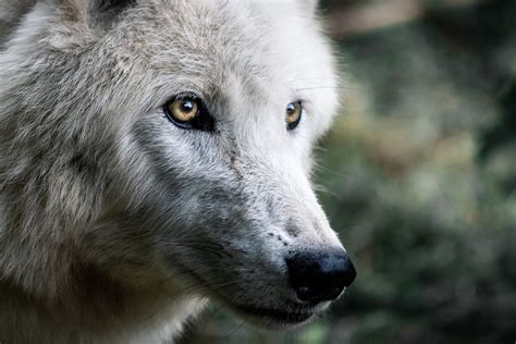 Wolves in the Wild: What is life like in a wolf pack? - How It Works