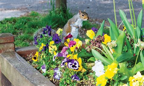 13 Humane Ways To Keep Squirrels Out Of Raised Beds