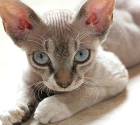 The site owner hides the web page description. 猫咪品种大全及图片