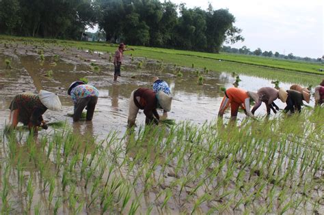 Langsung saja simak pembahasan di bawah ini…? 30+ Gambar Tanam Padi Di Sawah yang Lagi Ngetrend ...