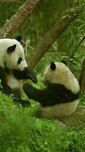 Pandas Are Taken Off The Endangered List And Wild Tigers On The Rise