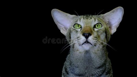 Stripes Siamese Cats Face On Black Stock Photo Image Of Mouth Tongue