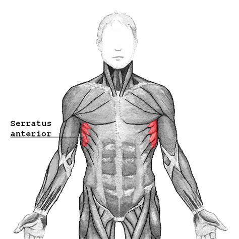 Serratus Anterior Wikipedia