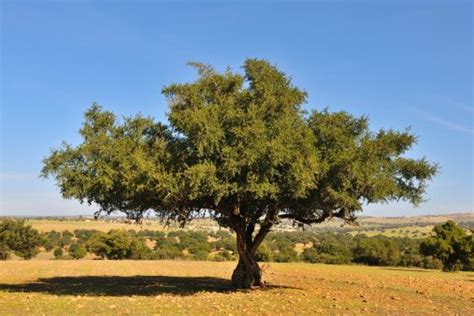 Argan Tree Essaouira Morocco