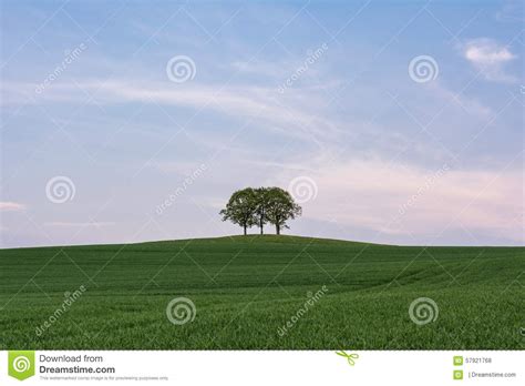 Group Of Trees On A Hill Stock Photo Image Of Summer 57921768