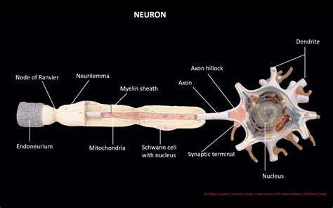 Zlf Human Vertebral And Spinal Nerve Branch Magnification Model Spinal