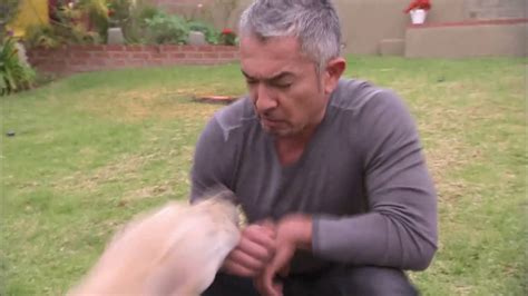 Millan, whose cesar 911, show airs on nat geo wild, was named in a citizen complaint that was filed against his dog psychology center in santa clarita, calif., on thursday. Cesar Millan bitten by labrador - YouTube